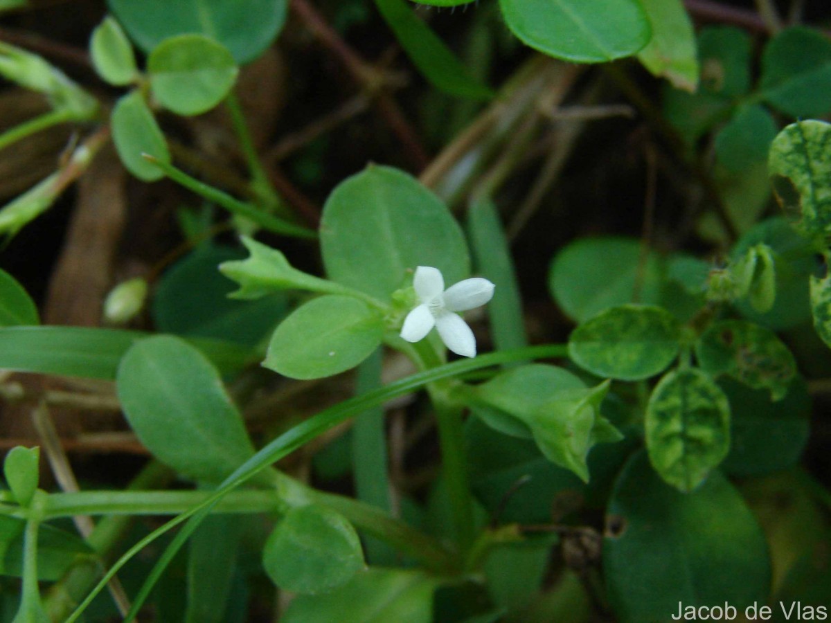 Leptopetalum biflorum (L.) Neupane & N.Wikstr.